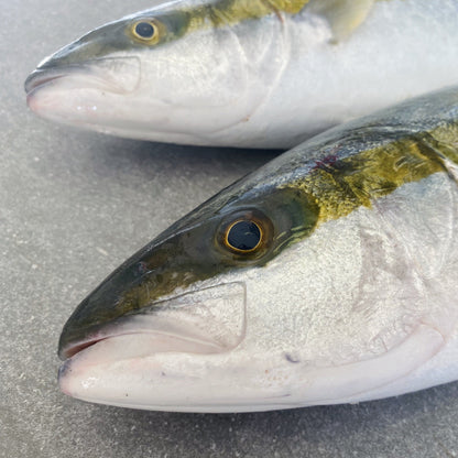 Yellowtail & Silverfish | Fresh Fish Box Combo