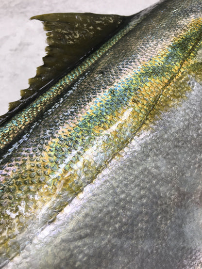 Yellowtail Braai Fillets | Frozen Fish Box | Wild caught |2x