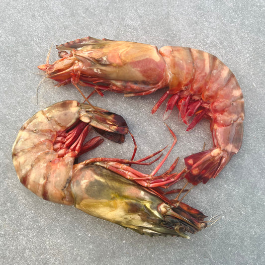 Giant Tiger Prawns | Frozen Box | Wild caught | x6 | 700g