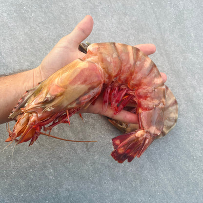 Giant Tiger Prawns | Frozen Box | Wild caught | x5 | 800g