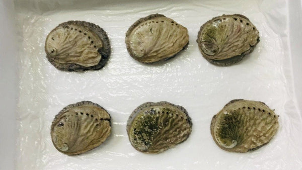 Perlemone Abalone (perlemoen) | Live Box | Cultivated | x6 – Greenfish