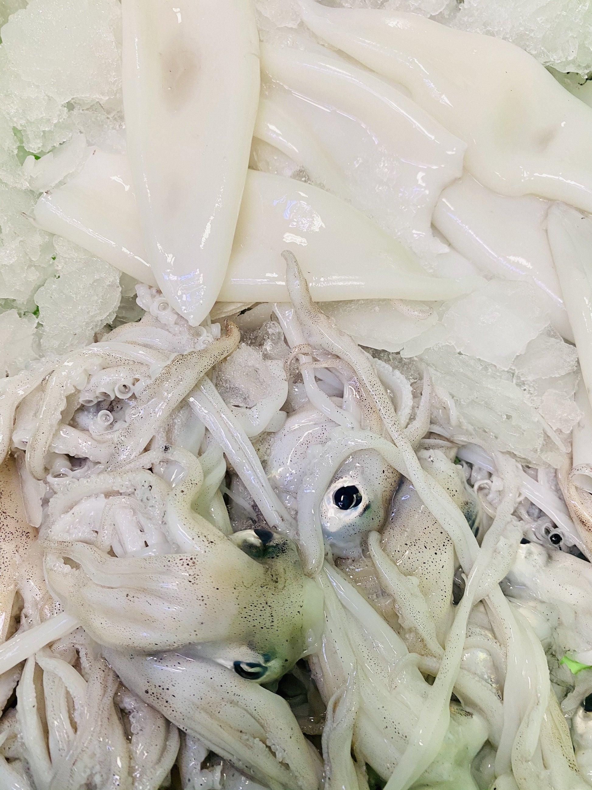  Greenfish