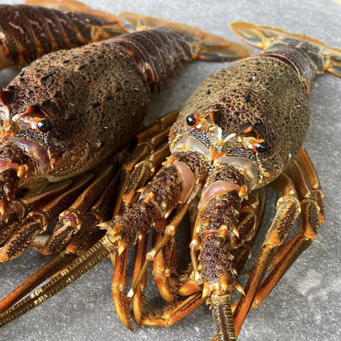 Crayfish Box | Frozen box | Whole West Coast Rock Lobster | x6 | XX Large