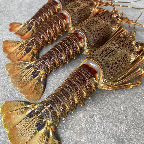 Crayfish Box | Frozen box | Whole West Coast Rock Lobster | x6 | Medium