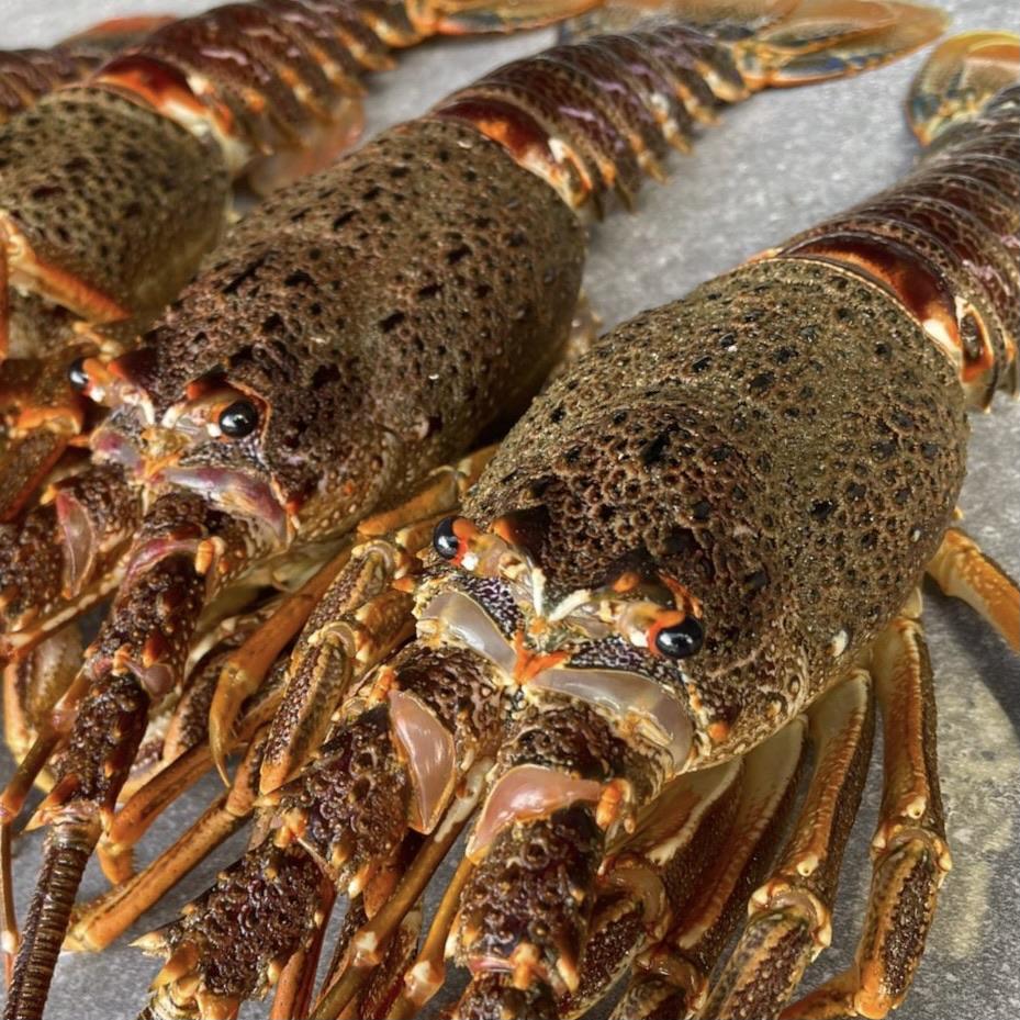 Crayfish Box | Frozen box | Whole West Coast Rock Lobster | x6 | Regular