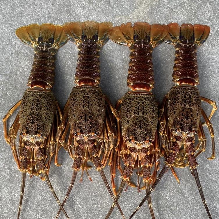 Crayfish Box | Frozen box | Whole West Coast Rock Lobster | x6 | Regular