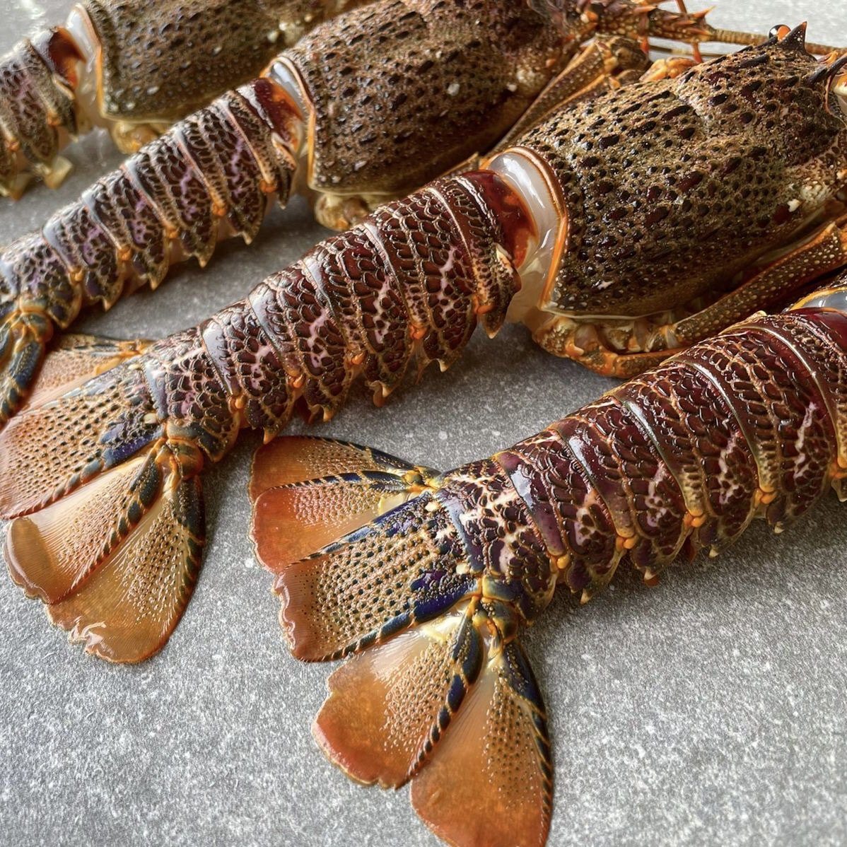 Crayfish Box | Frozen box | Whole West Coast Rock Lobster | x6 | Regular