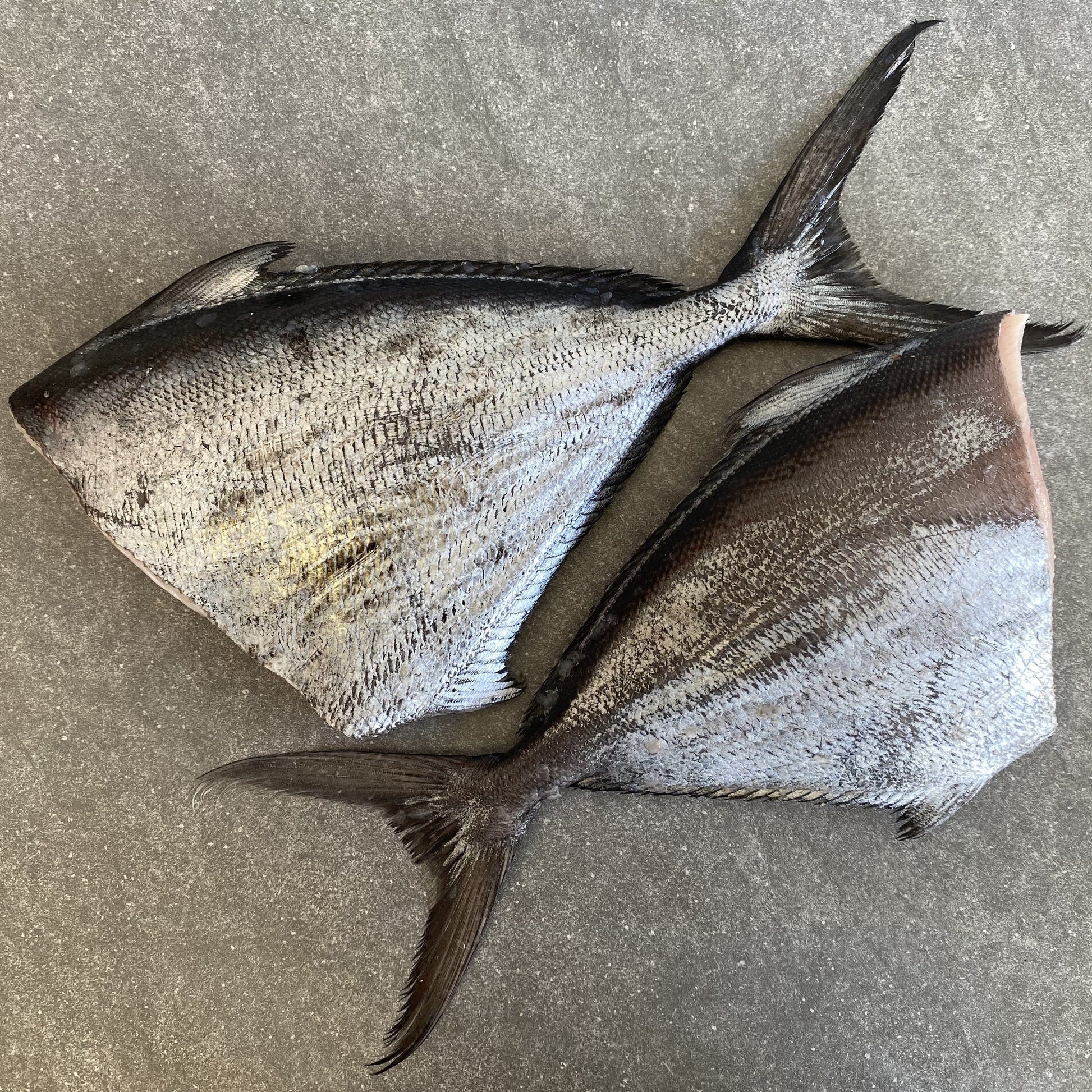  Greenfish