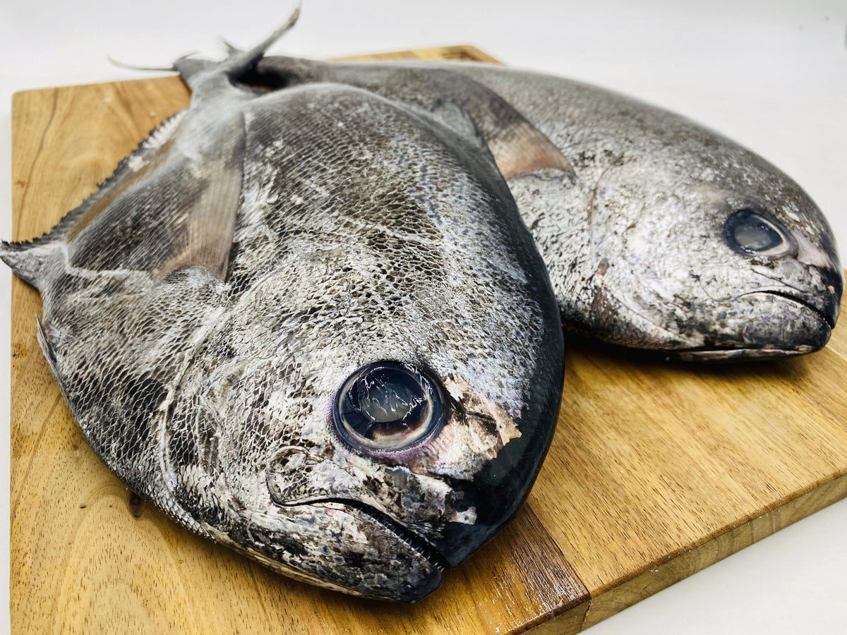 Angel Filet Angel Fish Fillets | Fresh Fish Box | Caught off Cape Point – Greenfish