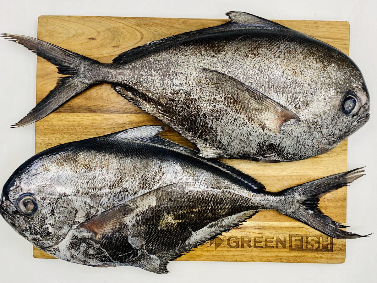 Angel Fish Fillets | Fresh Fish Box | Caught off Cape Point – Greenfish