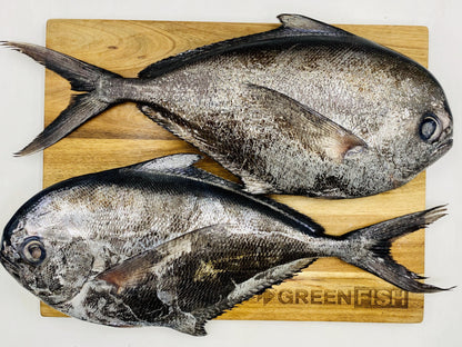  Greenfish