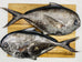 Angel Fish Fillets | Fresh Fish Box | Caught off Cape Point – Greenfish
