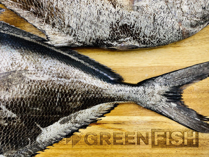  Greenfish