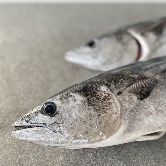  Greenfish