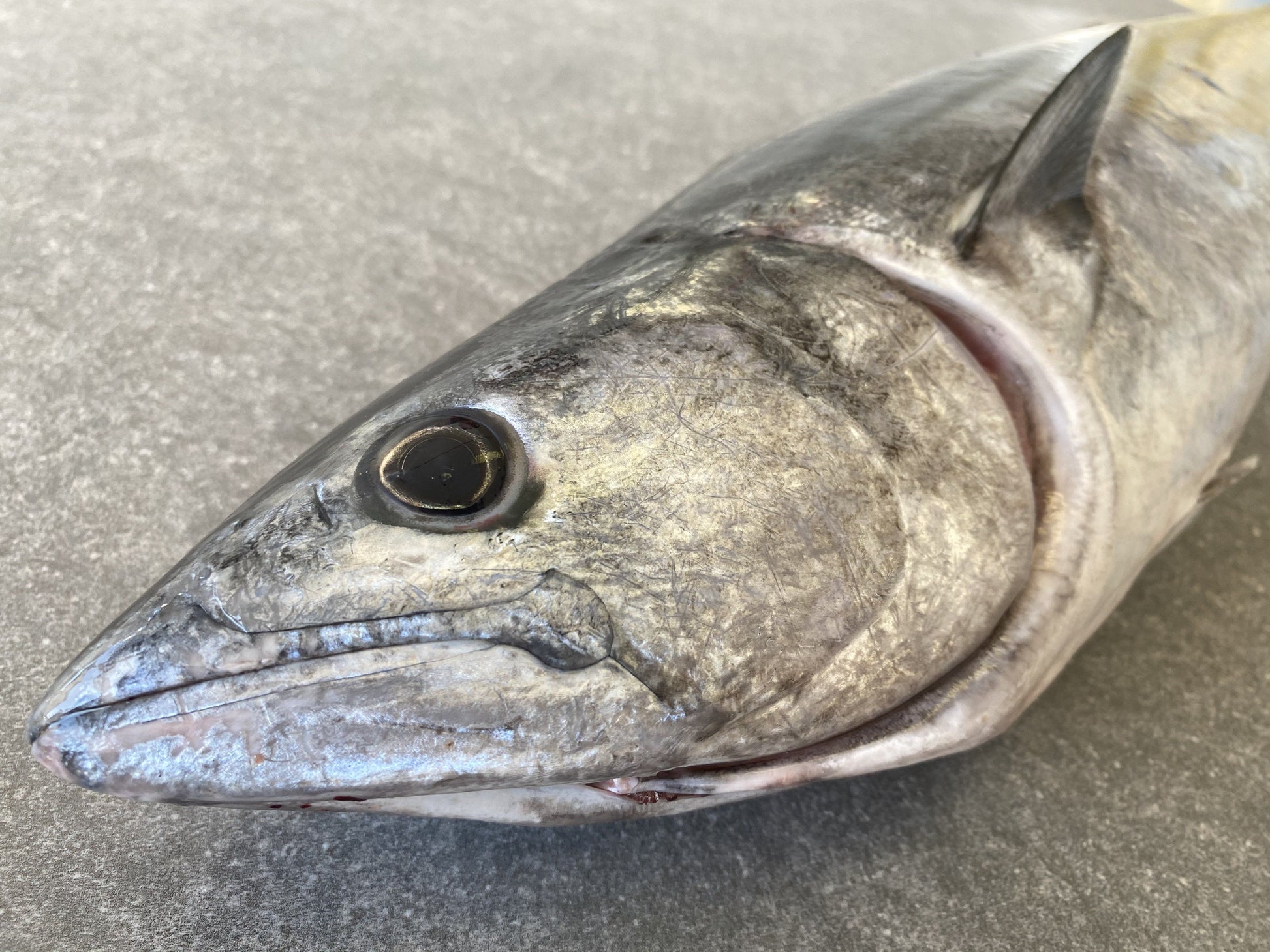  Greenfish