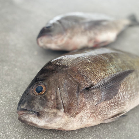  Greenfish