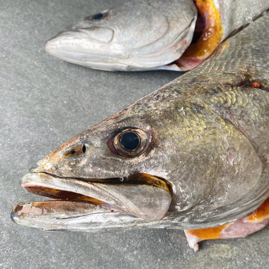  Greenfish