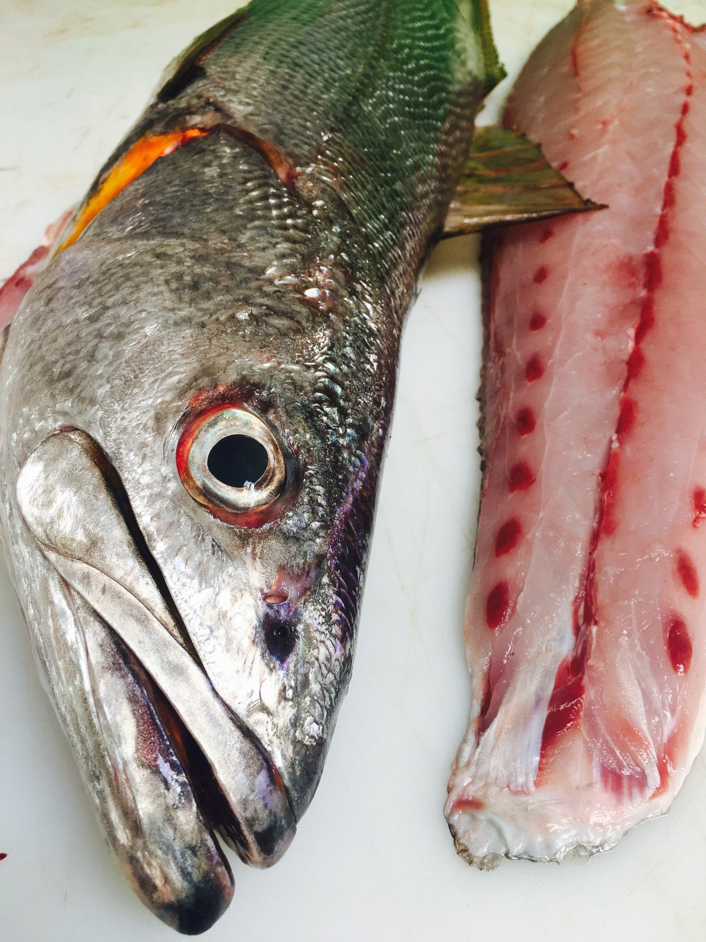  Greenfish