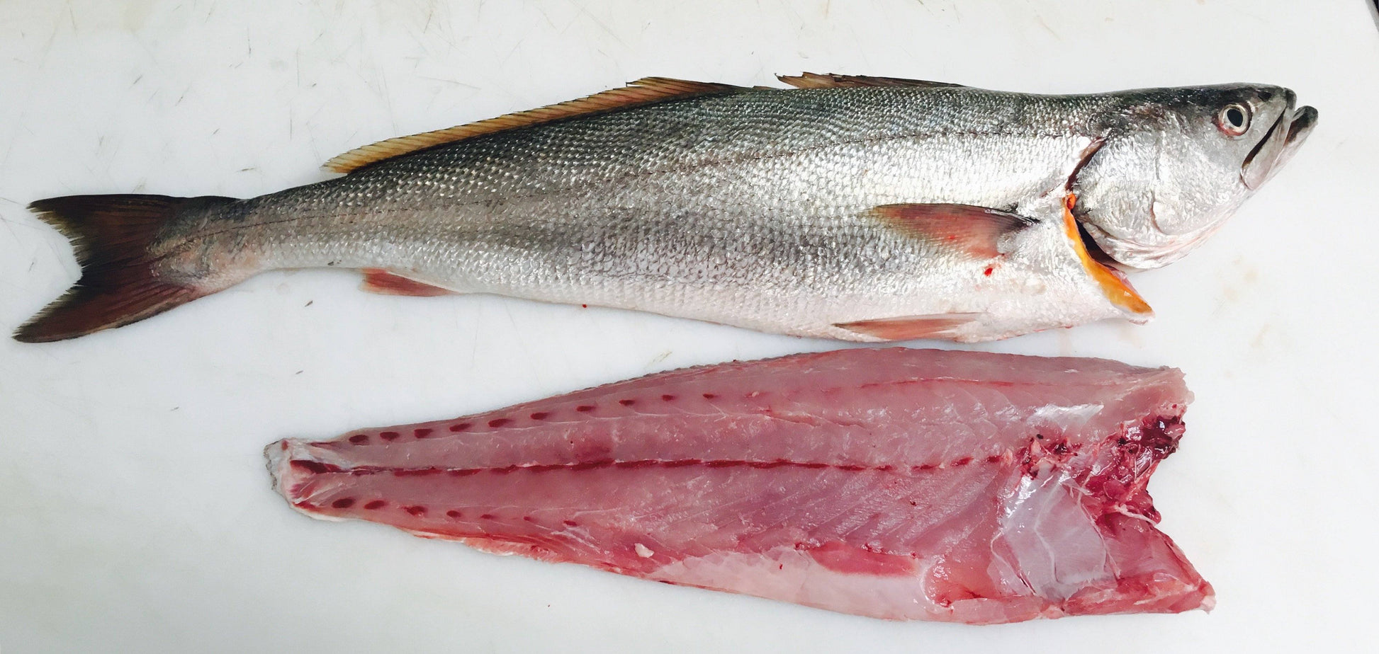 Cape Salmon Fillets Fresh Fish Box Caught in Struisbaai