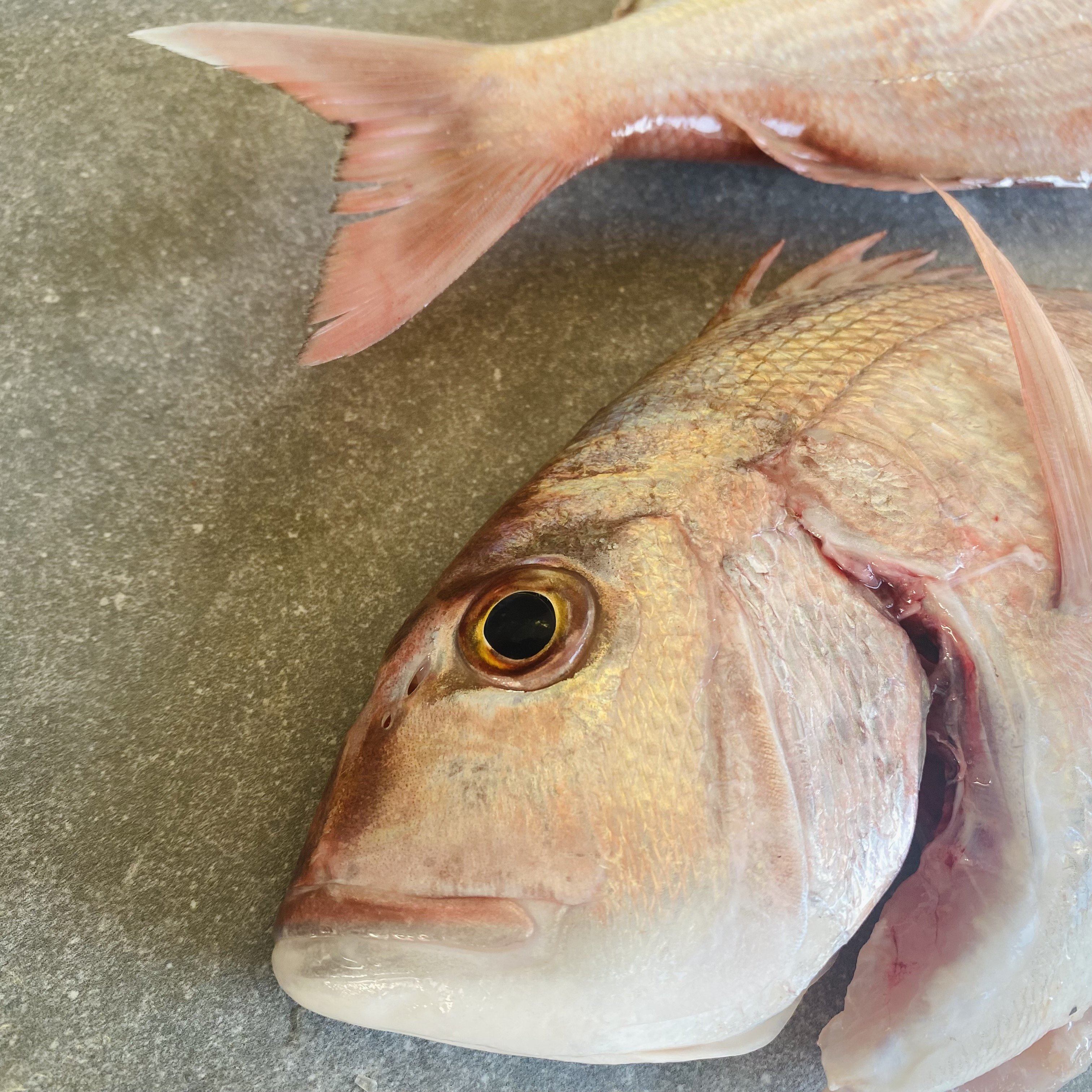 Staters Fresh Fish Santer Fish | Fresh Fish Box | Caught in Struisbaai – Greenfish