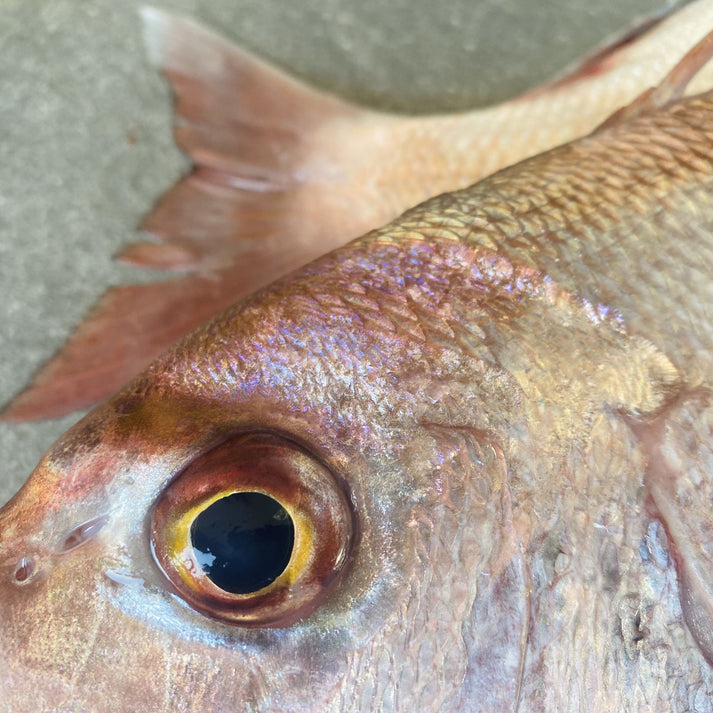 Staters Fresh Fish Santer Fish | Fresh Fish Box | Caught in Struisbaai – Greenfish