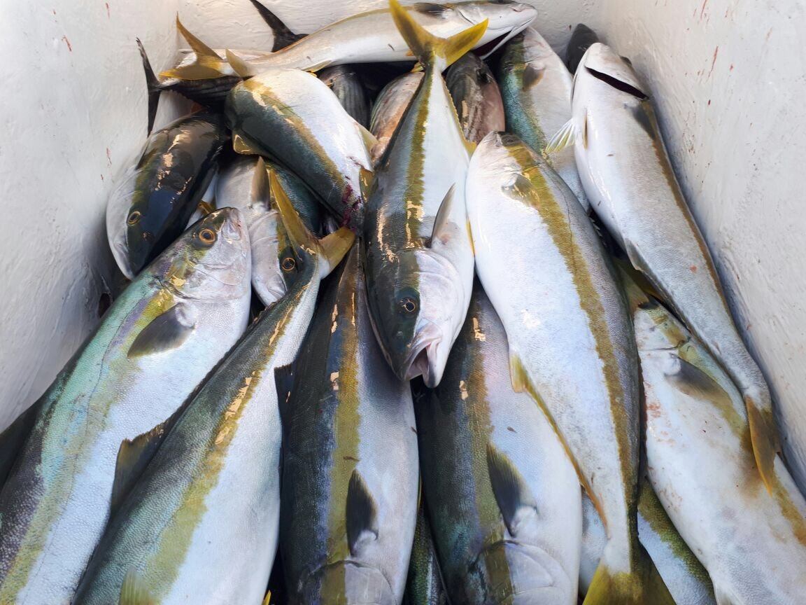  Greenfish