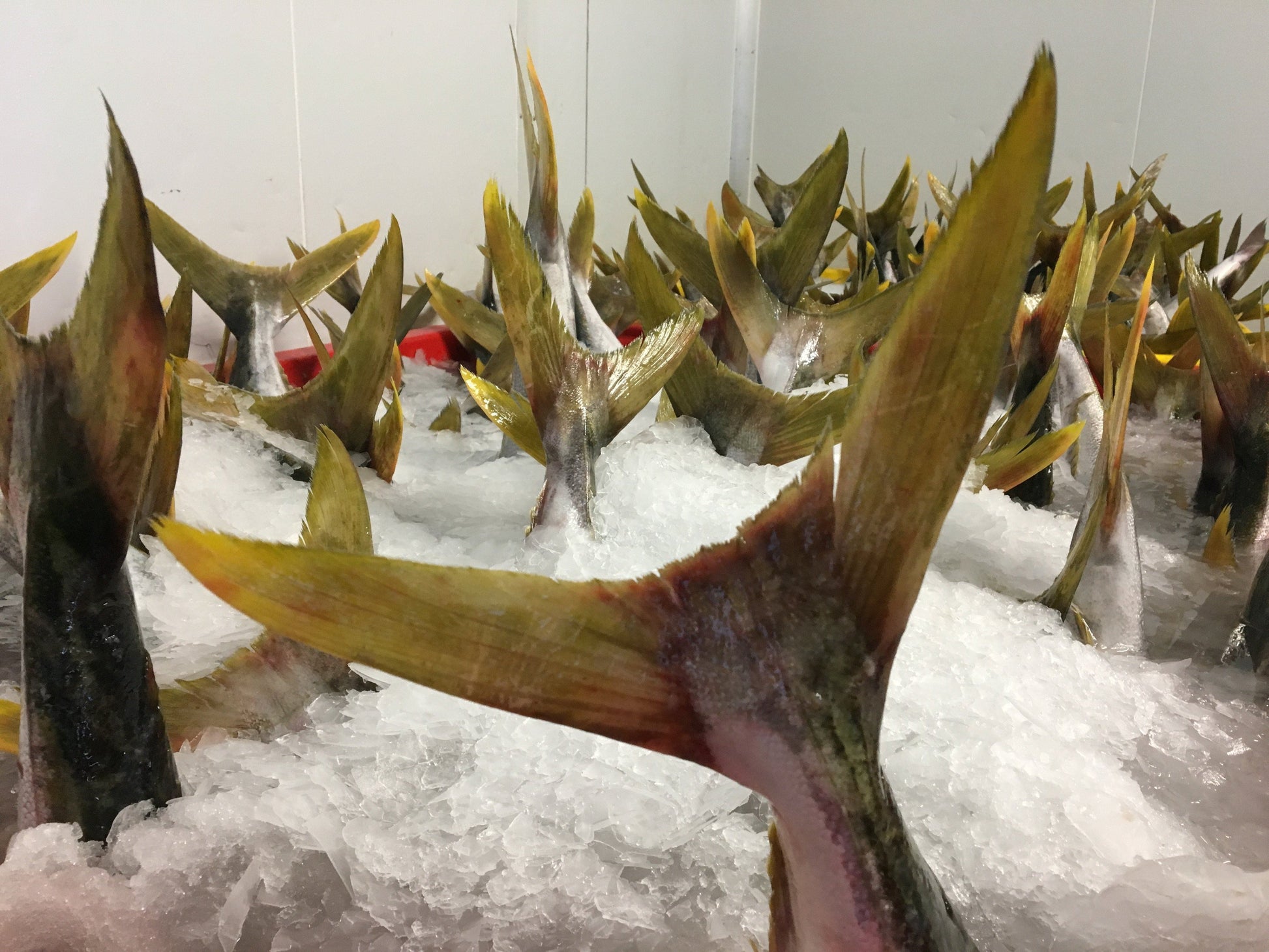  Greenfish