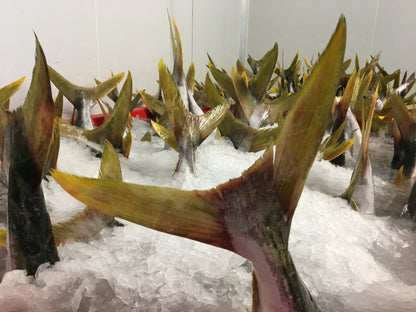  Greenfish