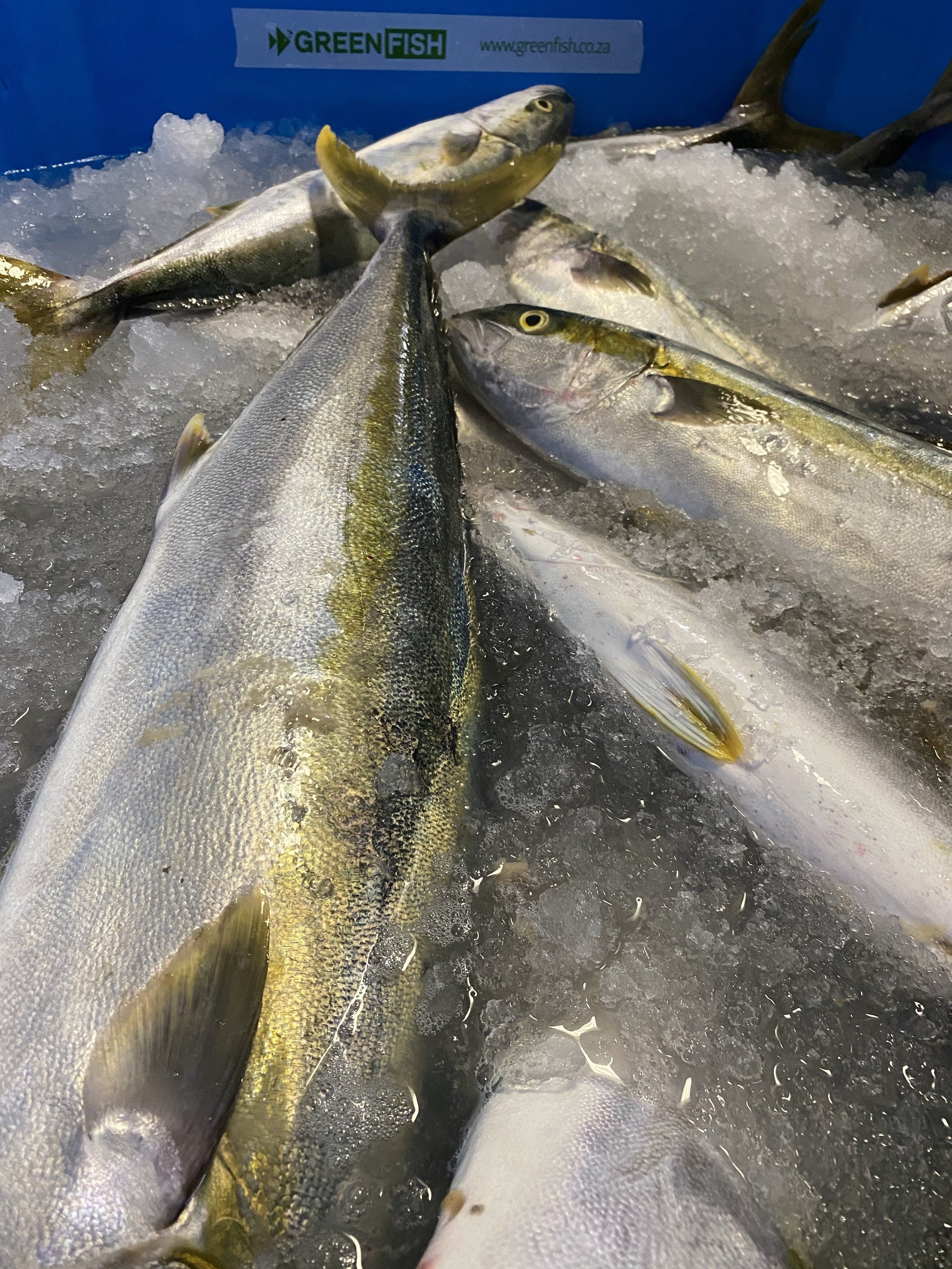  Greenfish