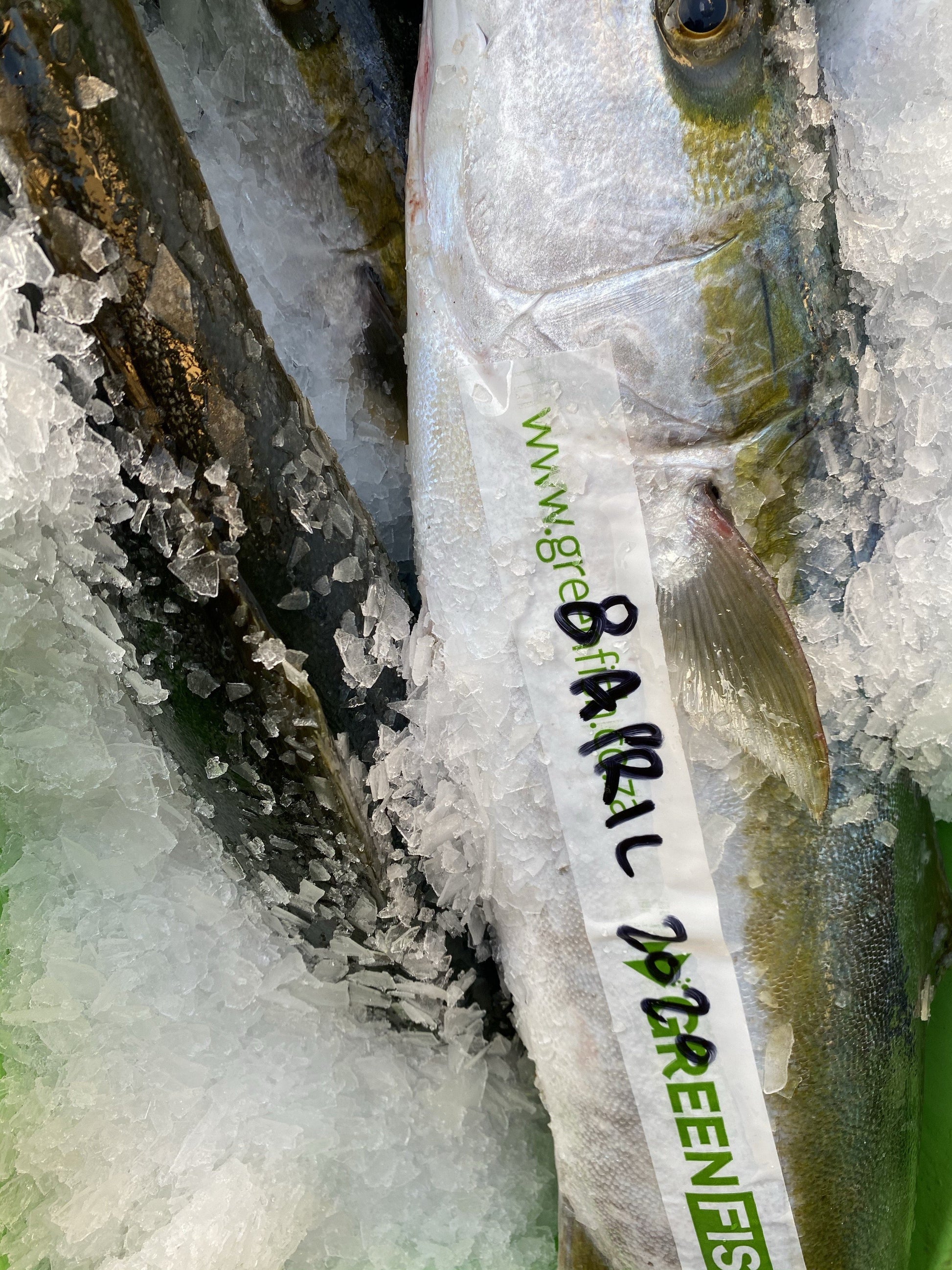  Greenfish