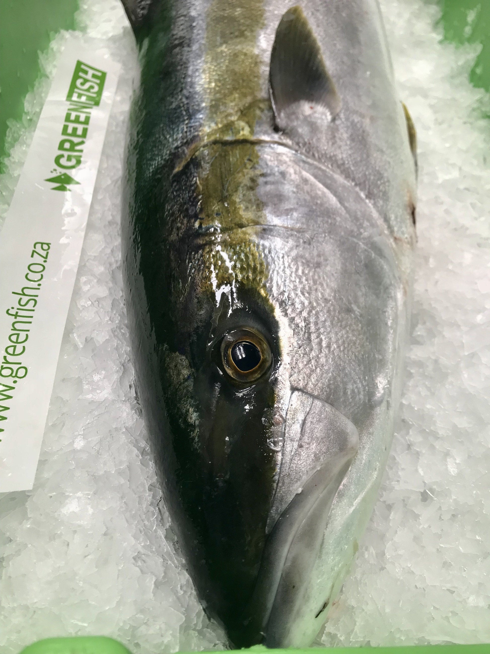  Greenfish