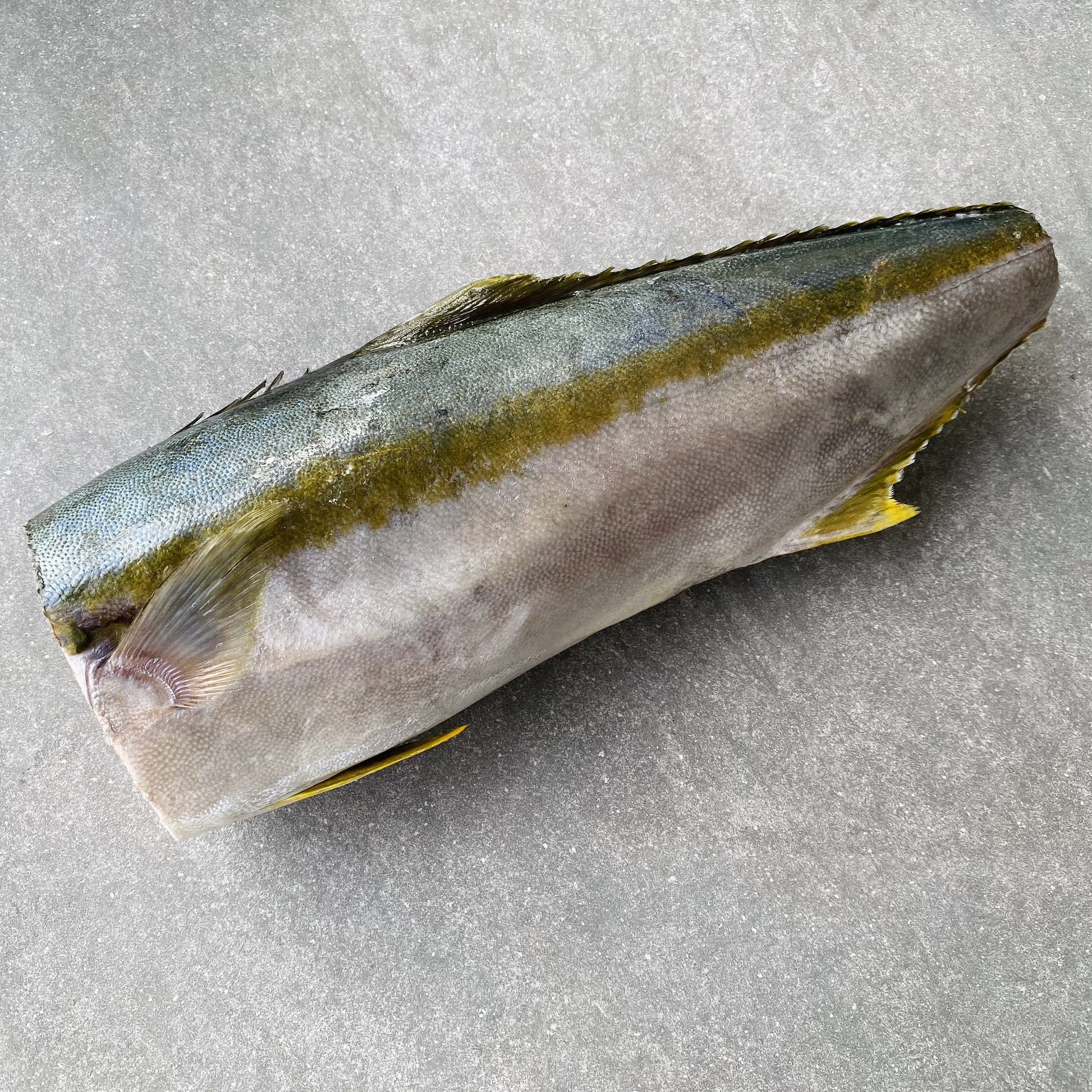 Frozen Box | Whole Yellowtail | Pickle Fish | Caught In Struisbaai