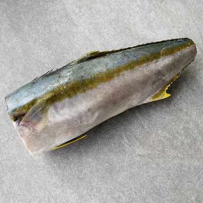 Frozen Box | Whole Yellowtail | Pickle Fish | Caught In Struisbaai