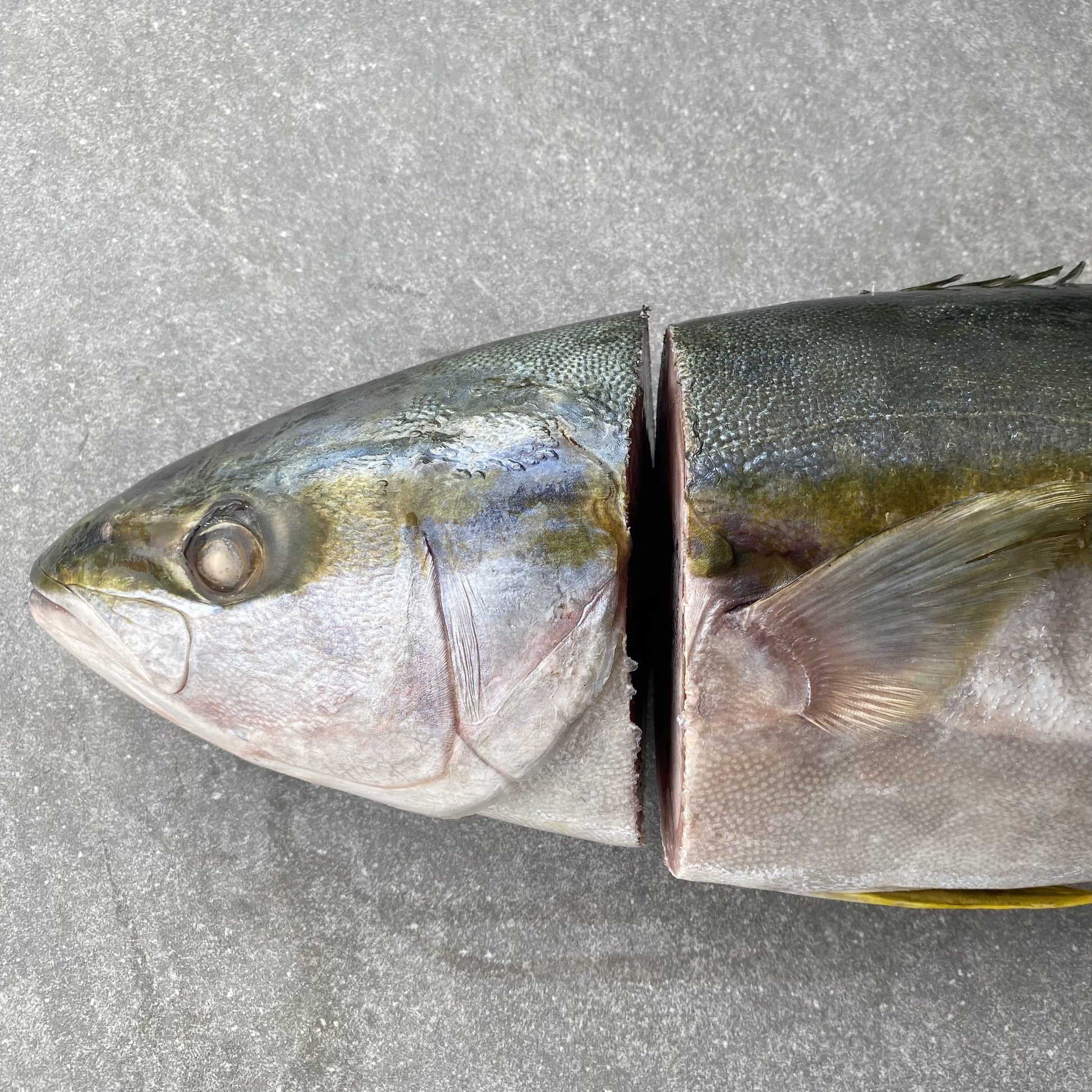 Frozen Box | Whole Yellowtail | Pickle Fish | Caught In Struisbaai