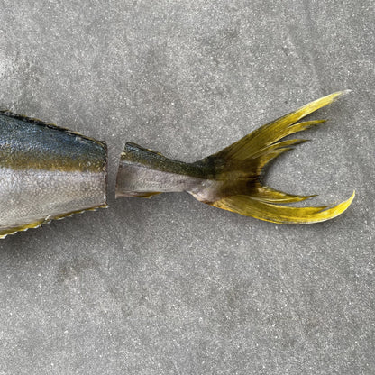 Frozen Box | Whole Yellowtail | Pickle Fish | Caught In Struisbaai