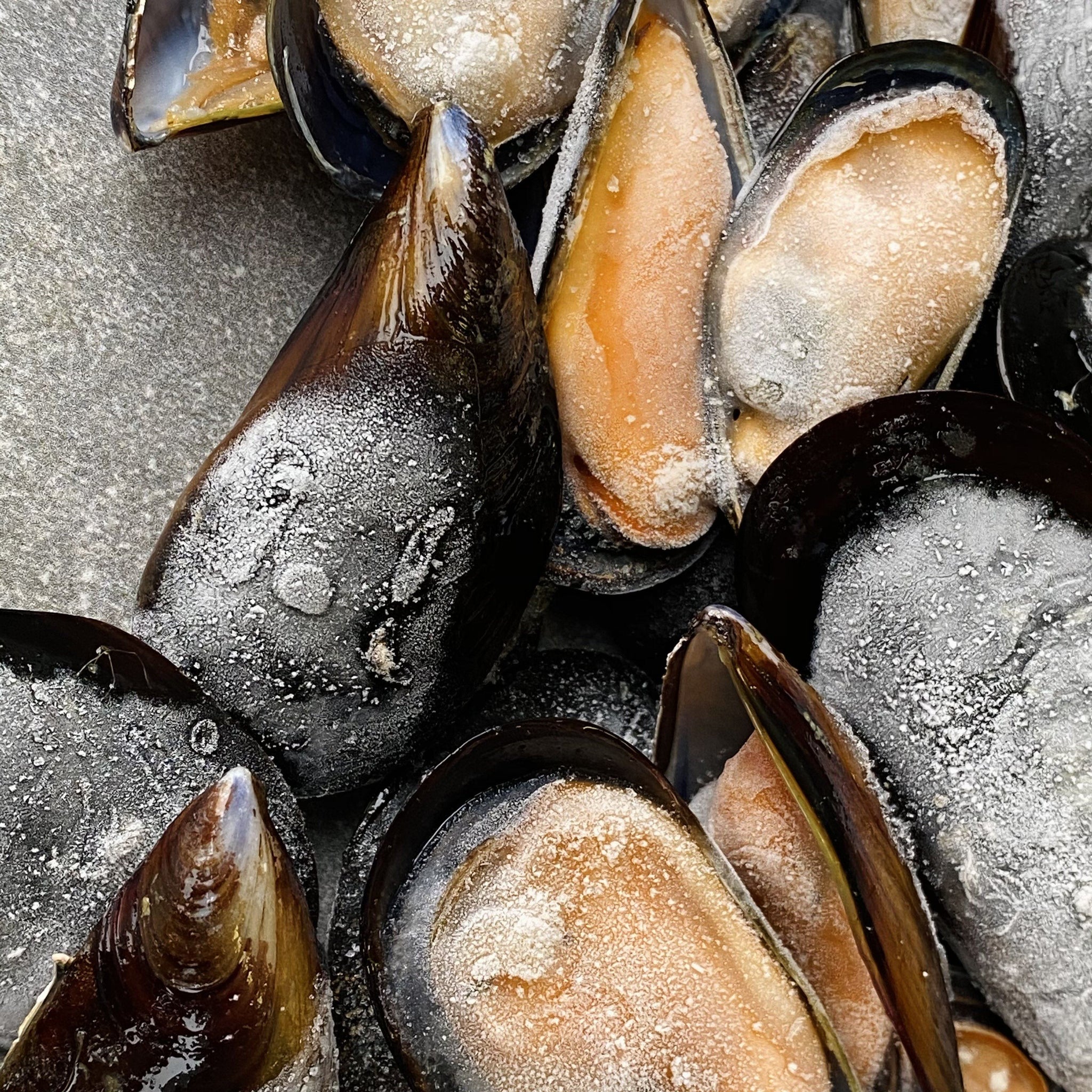 Half Shell Black Mussels Box  | Ready To Cook | Farmed On The West Coast | 1.6kg