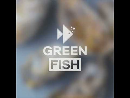 Medium Fresh Oysters | Live Box | Farmed on the West Coast | x12