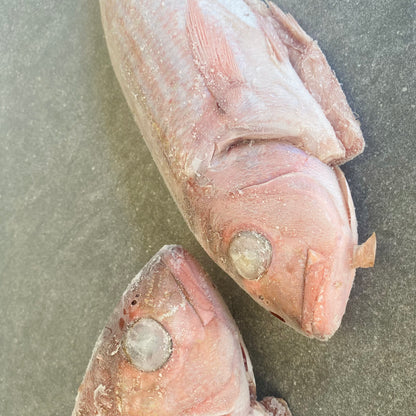 Silver Fish | Frozen Box | Caught in Struisbaai