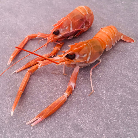 Langoustine Box | Large | 1.7kg | Frozen box | Caught off Durban