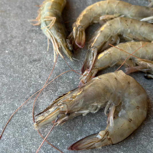 King Prawns Whole | Easy Cut | Frozen Box | Cultivated | 1.6kg