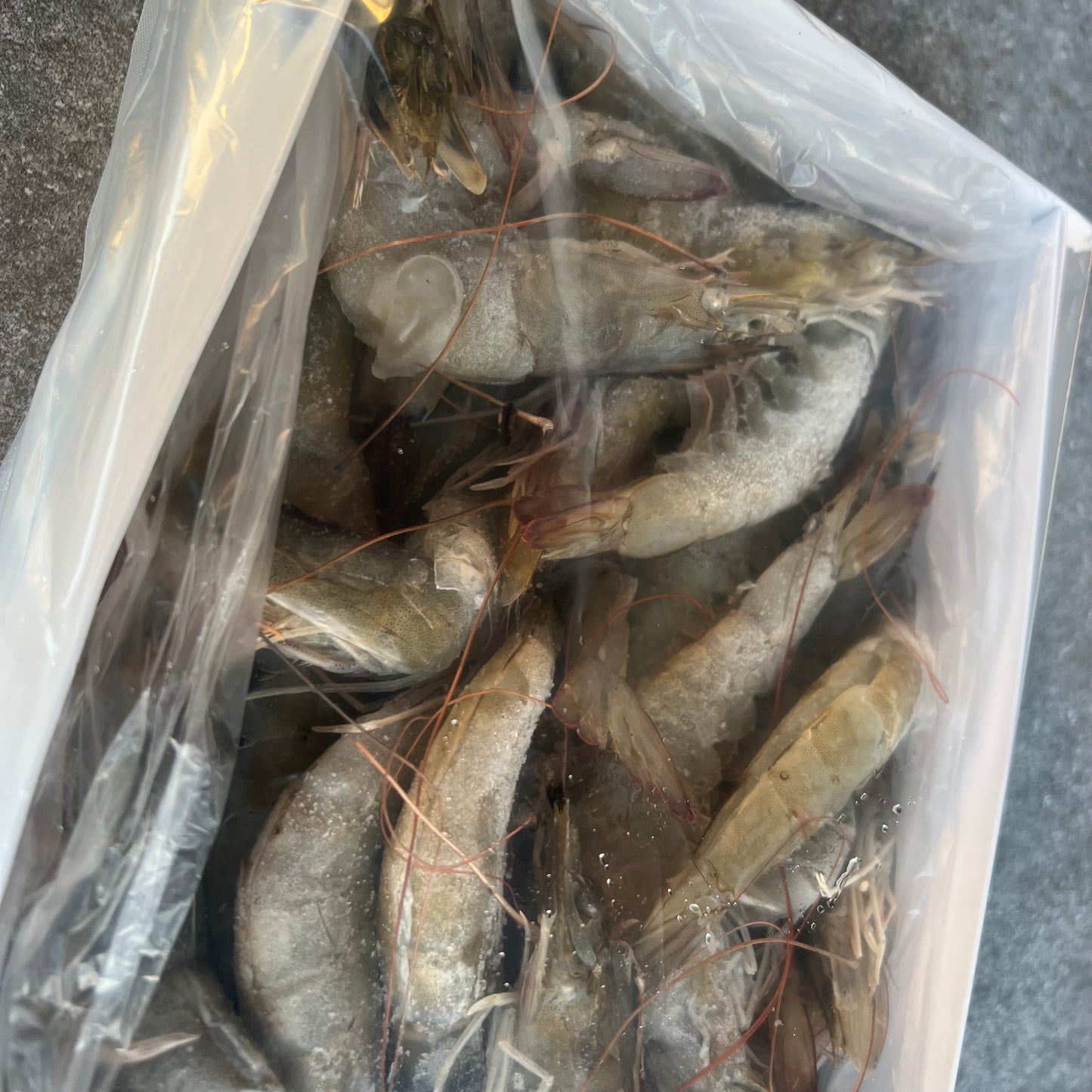 King Prawns Whole | Easy Cut | Frozen Box | Cultivated | 1.6kg