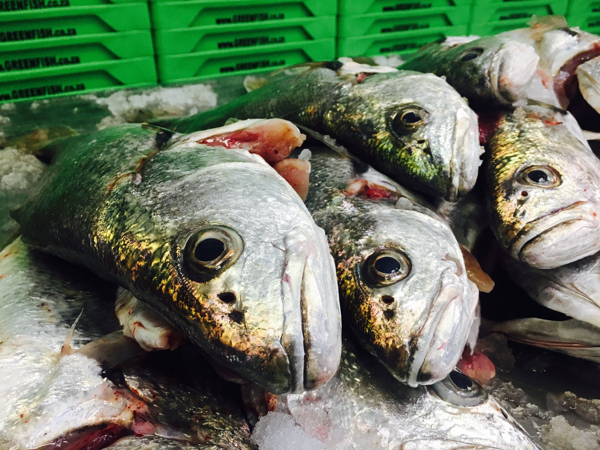  Greenfish
