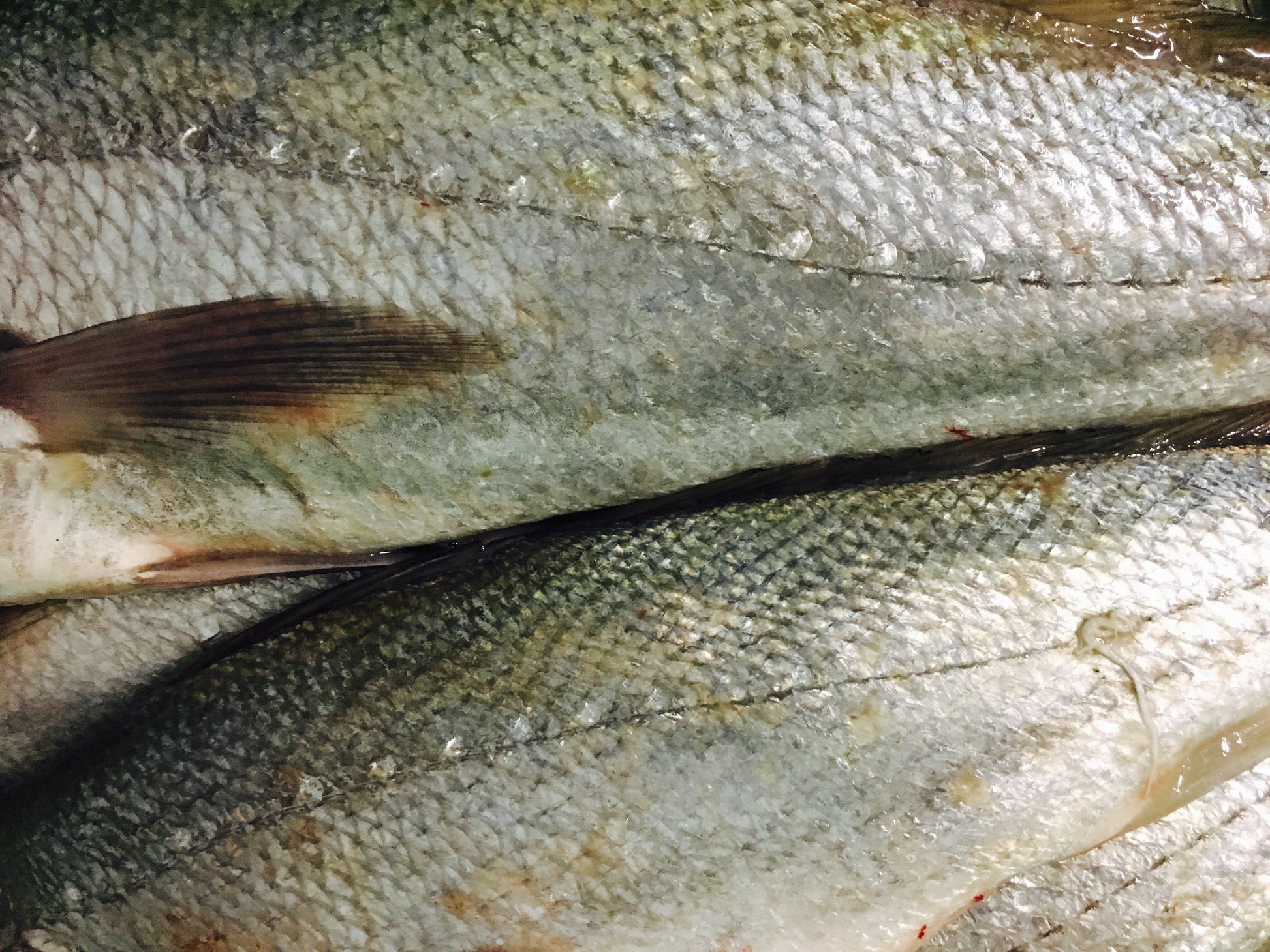  Greenfish