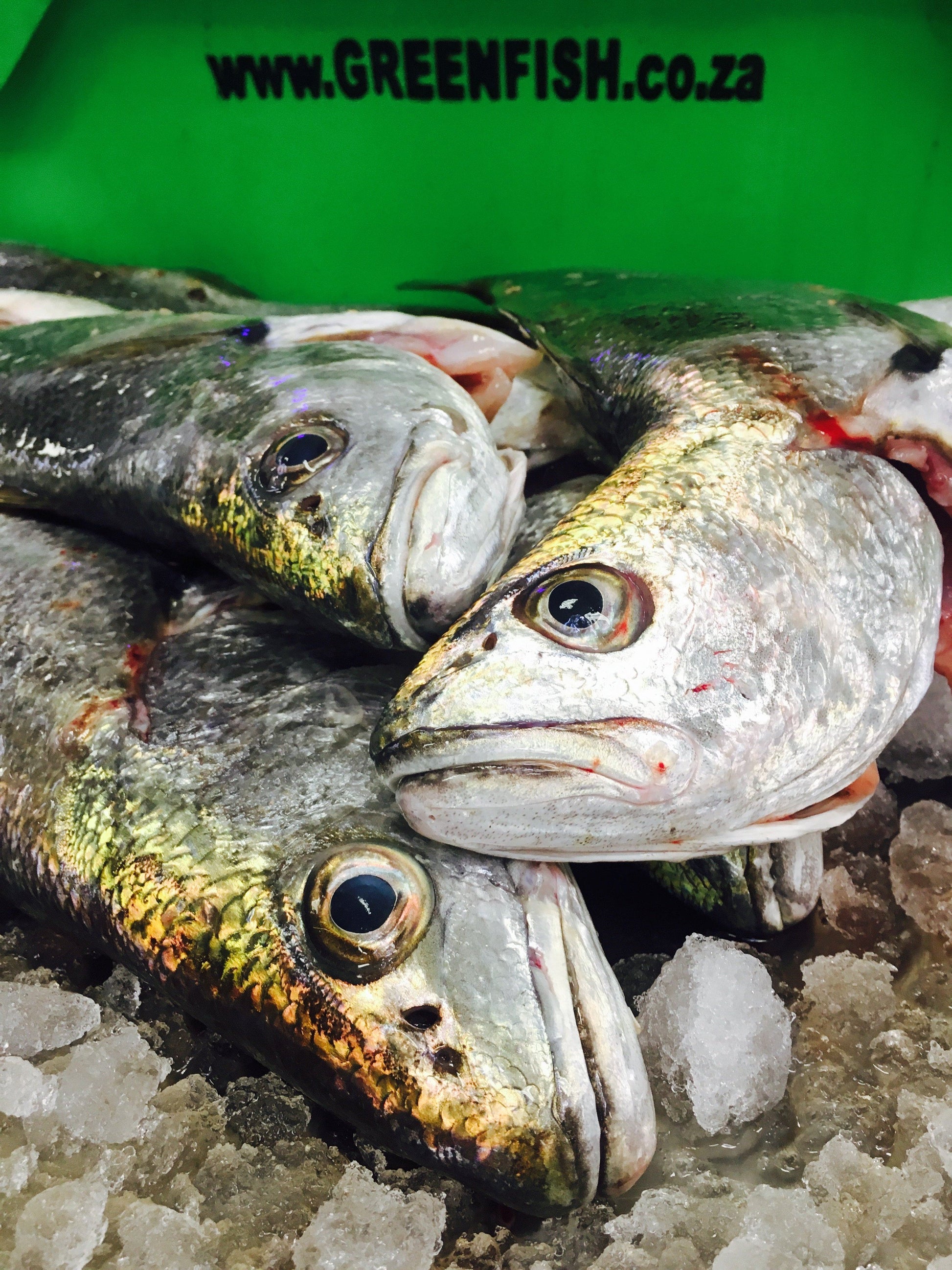  Greenfish