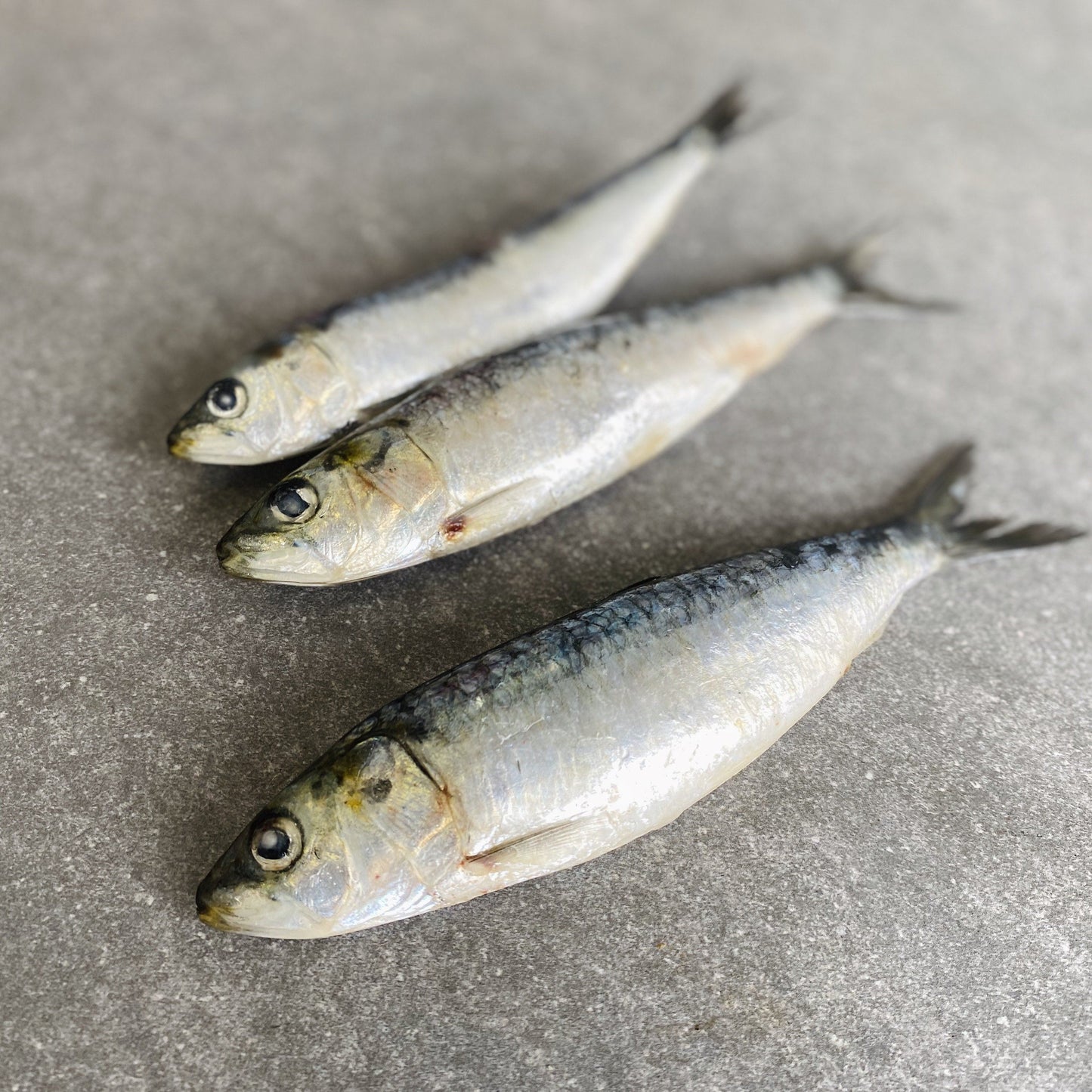  Greenfish