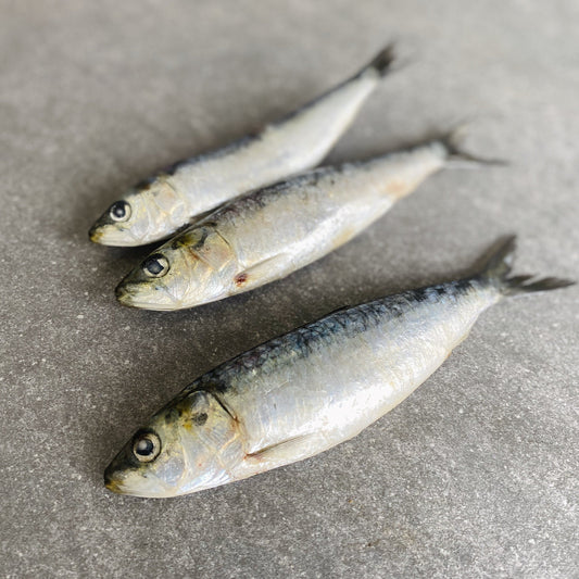  Greenfish