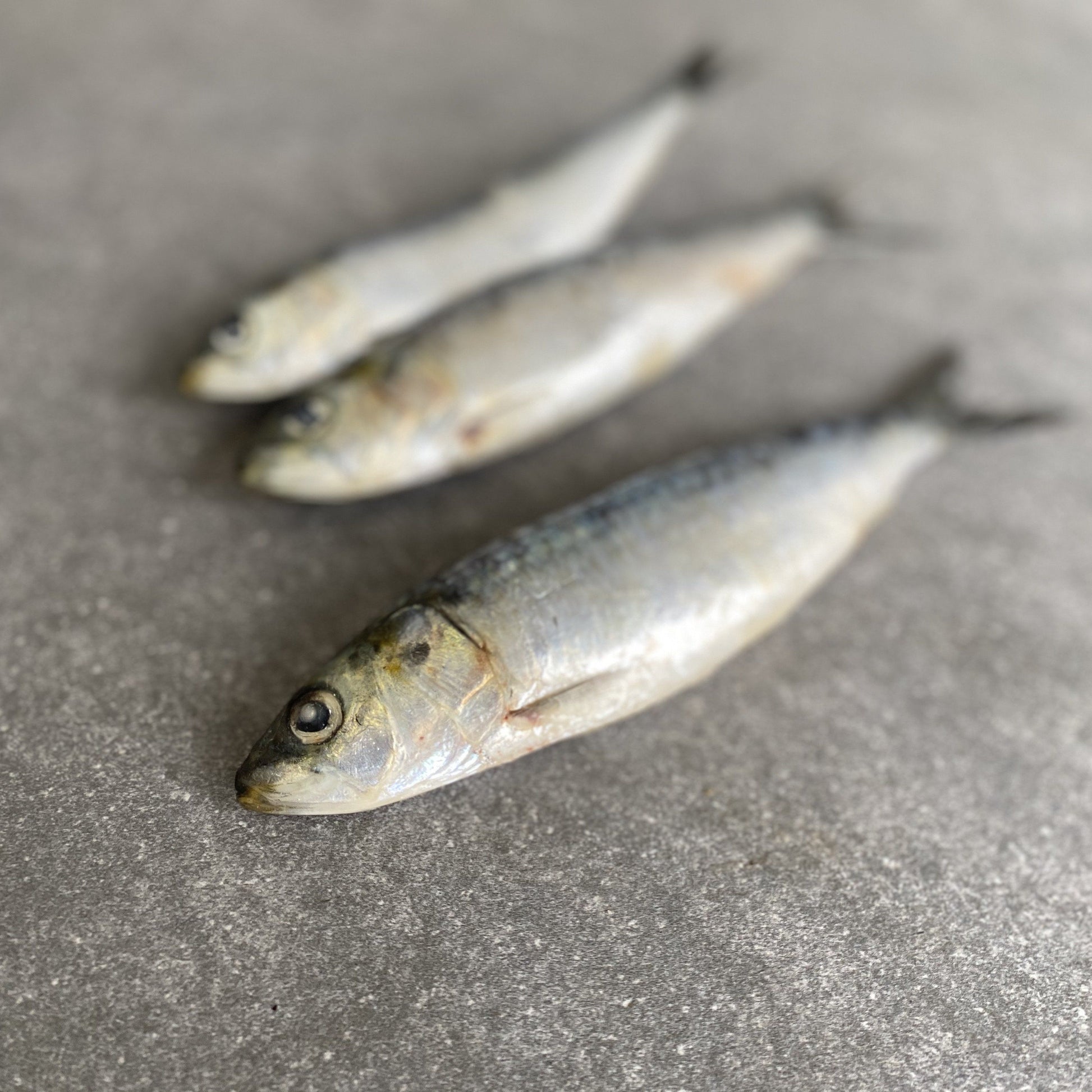  Greenfish