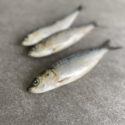  Greenfish
