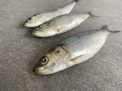 Portuguese Sardines | Frozen Box | Wild Caught | X24