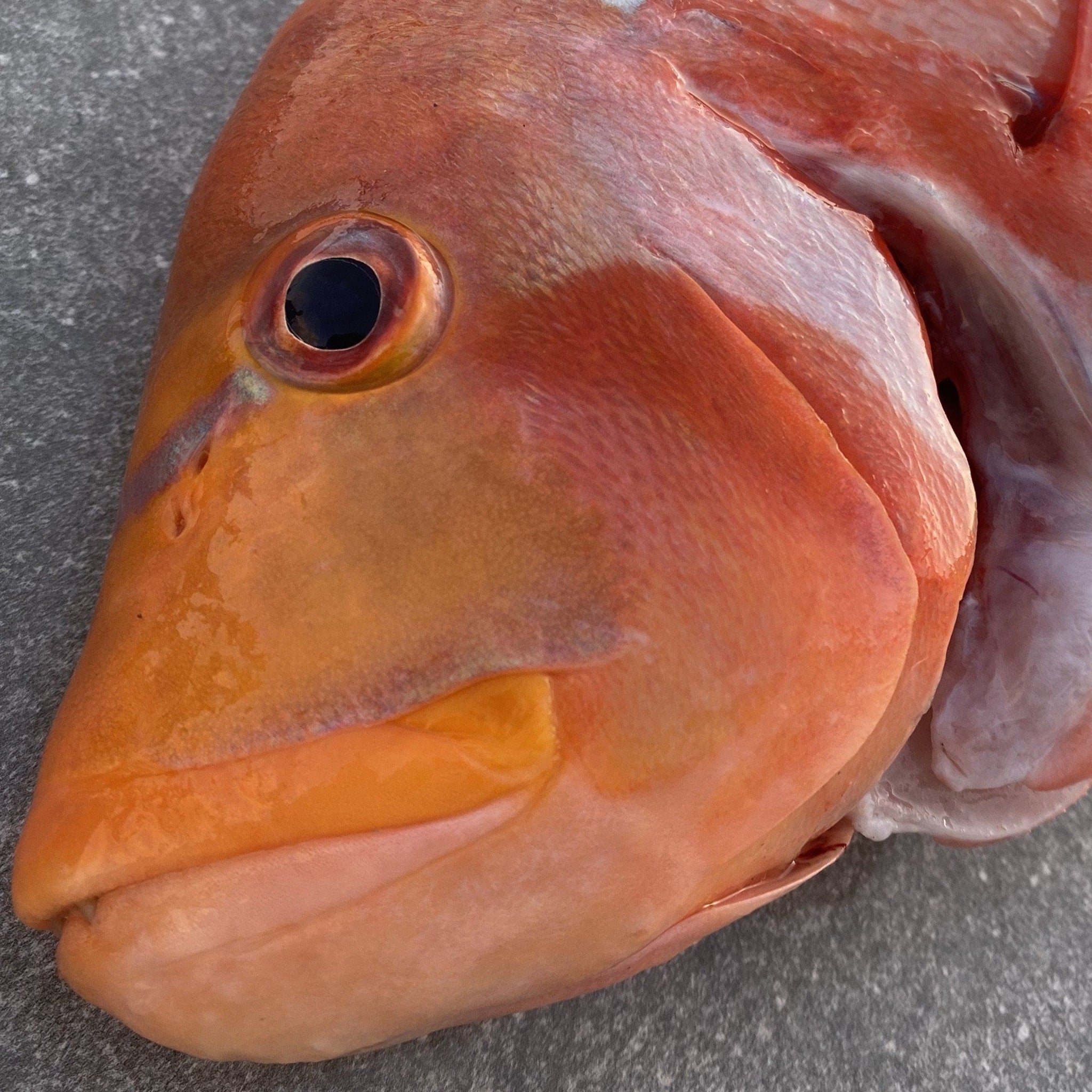Red Roman XL | Fresh Fish Box | Caught in Struisbaai